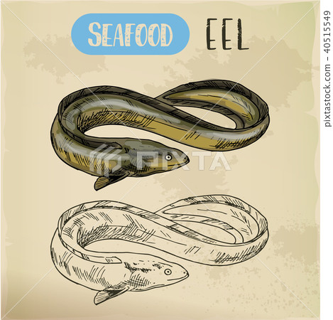 Spiny conger or electric, snake or mud eel sketch 40515549