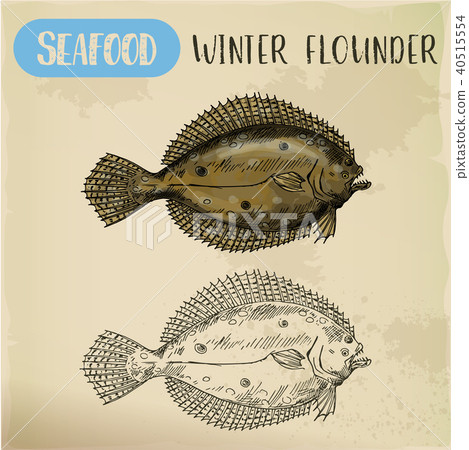 Winter flounder side view sketch for sign 40515554