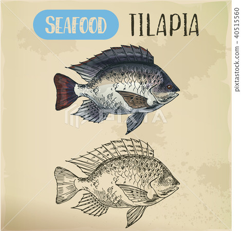 Tilapia or cichlid fish sketch for restaurant menu 40515560