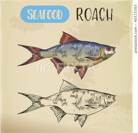 Seafood or common sea roach, slater sketch Seafood or common sea roach, slater sketch 40515565