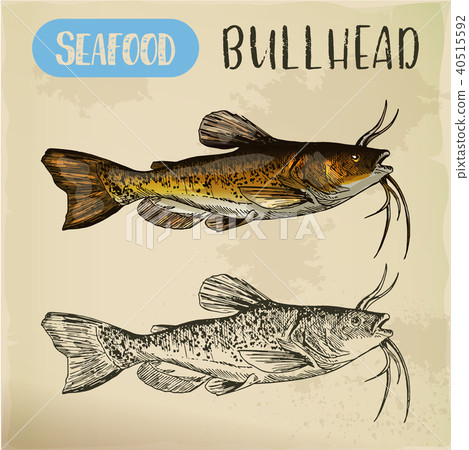 Sketch of bullhead or sculpin fish Sketch of bullhead or sculpin fish 40515592