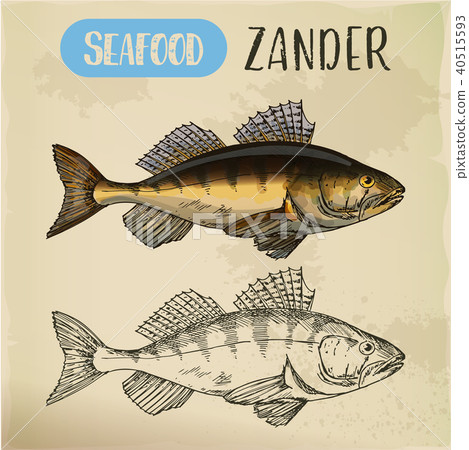 Zander or pike-perch sketch for menu Zander or pike-perch sketch for menu 40515593