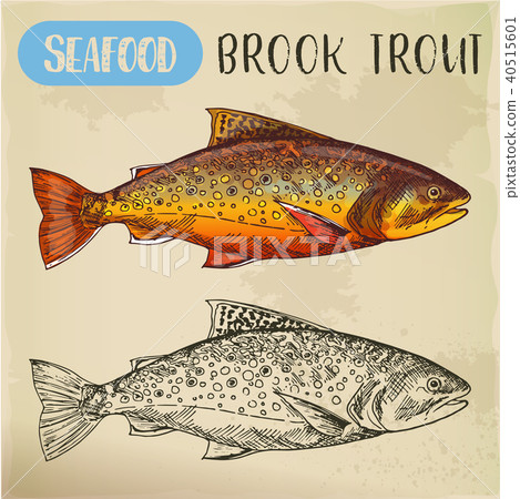 Sketch of brook trout or squaretail. Seafood, fish 40515601