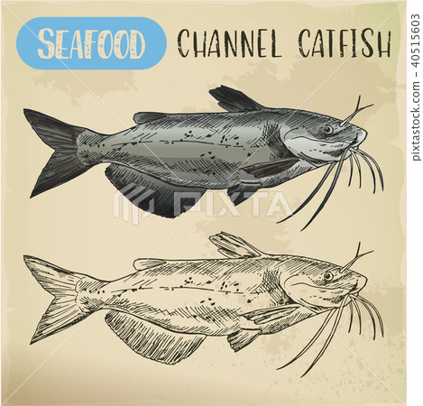 Channel catfish sketch. Seafood and fish Channel catfish sketch. Seafood and fish 40515603