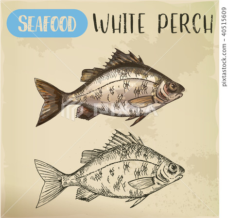 Sketch of perch or european perca. Fish seafood 40515609
