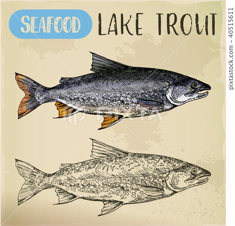Lake or white trout sketch. Sea or ocean fish 40515611