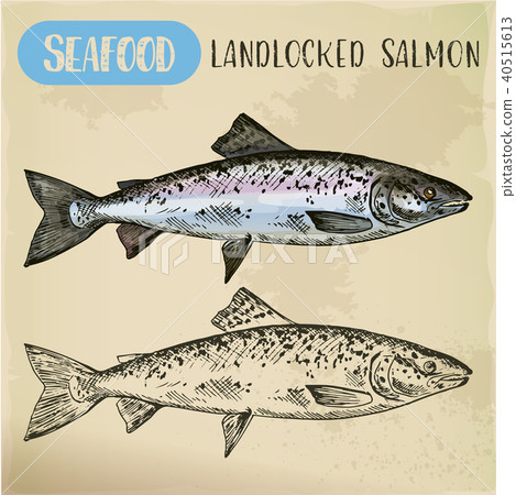 Atlantic or landlocked salmon sketch. Ouananiche 40515613