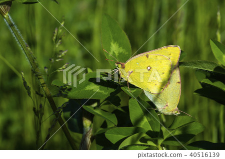 猴子蝴蝶交配 40516139