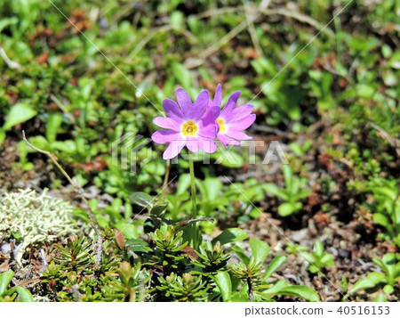 Alpine plant 3 of Furanodake 40516153