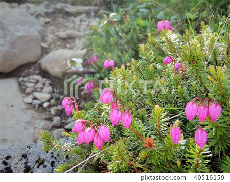 Alpine plant 7 of Furanodake Alpine plant 7 of Furanodake 40516159