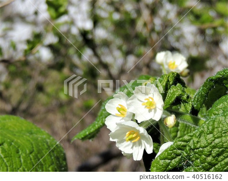 Alpine plant 9 of Furanodake 40516162