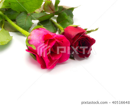 rose flower with green leaves. 40516648