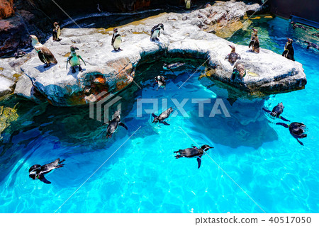在Oarai水族館的洪堡企鵝水族館 40517050
