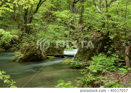 Oirase stream of fresh green 40517057