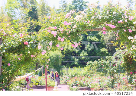 藤花Pierre de l'Oonsalle 40517234