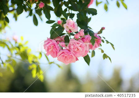 Tsurubara花Pierre du Ronsalle 40517235