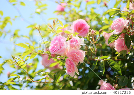 Tsurubara花Pierre du Ronsalle 40517236