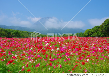 Poppy flower field and Unzen Fugendake Poppy flower field and Unzen Fugendake 40517342