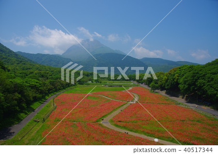 罌粟花田和雲仙Fugendake 40517344