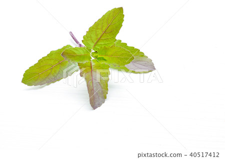 Holy Basil on white. Holy Basil on white. 40517412