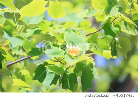 鬱金香花 鬱金香花 40517483