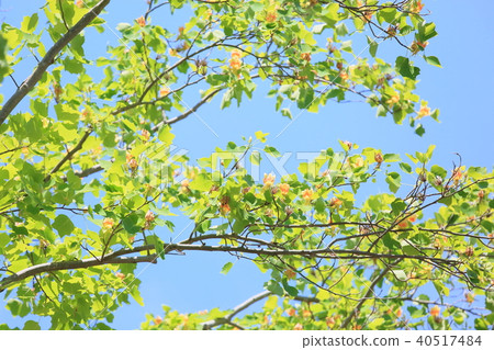 Tulip flowers 40517484