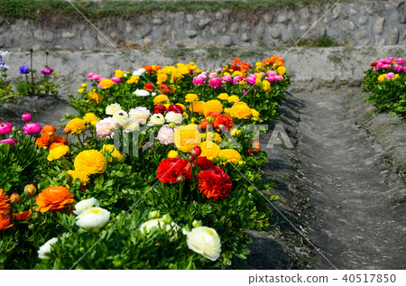 Riku lotus flower, Riku lotus flower, fluffy flower, licorice flower, Azu blue frog, moss flower Riku lotus flower, Riku lotus flower, fluffy flower, licorice flower, Azu blue frog, moss flower 40517850