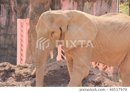 African elephant 9 African elephant 9 40517979