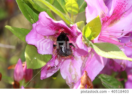 A bee A bee 40518403