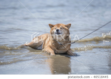 Shiba Inu Sea Feeling Summer 40518445