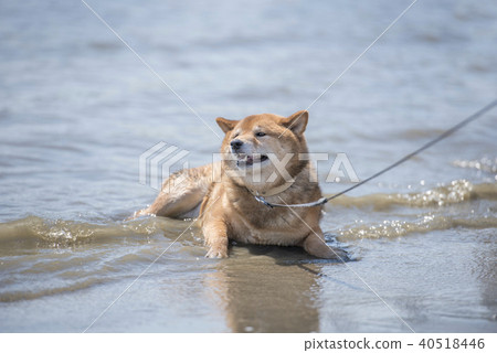 Shiba Inu Sea Feeling Summer 40518446