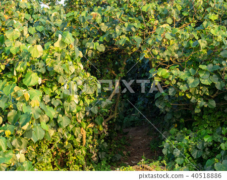 Mysterious forest 40518886