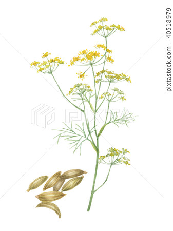 Fennel and species 40518979