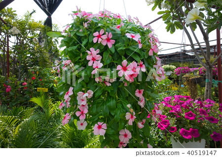 Petunias in hanging pots.( Petunia hybrida Vilm.) Petunias in hanging pots.( Petunia hybrida Vilm.) 40519147