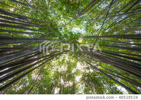 Bamboo forest vertical angle view in China Bamboo forest vertical angle view in China 40519519