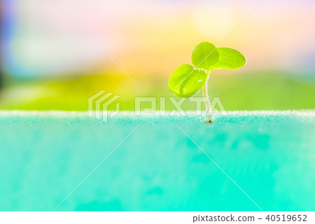 sprout of vegetables sprout of vegetables 40519652