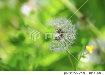 Dandelion fluff blowing in the wind 40519686