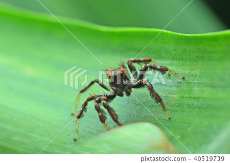 Taiwan, Taichung, Tanko, Nitta footpath, creature, kelp, kelp, spider, colorful string spider 40519739