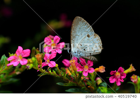 Taiwan, Taichung, Tanko, Nitta Pedestrian Path, Biology, Kunmushi, Butterfly, Taiwan Black Star Small Gray Butterfly, Hanakuro, Visiting Flower 40519740