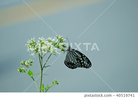 Akatsuki, Taichung, Gyoza, Nitta-Yamichi, Organism, Kunji, Anchovy, Azalea, Aoi Sawa, Flower Visiting 40519741