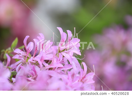 Azalea flower (flower car) in full bloom 40520028