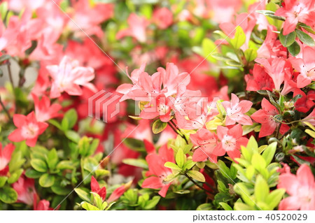 Azalea in full bloom 40520029