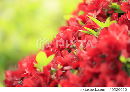 Azalea in full bloom Azalea in full bloom 40520030