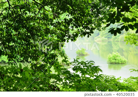 Fresh green 40520035