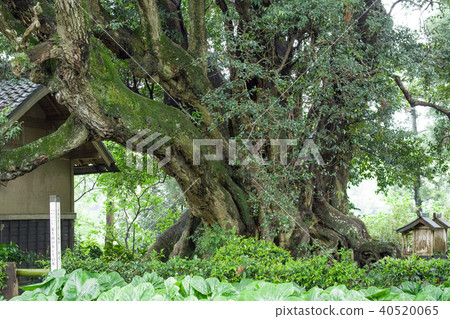 Giant tree of Sudajii Chiba prefecture 40520065