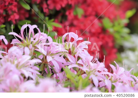 淺紫色杜鵑花(花車) 淺紫色杜鵑花(花車) 40520086