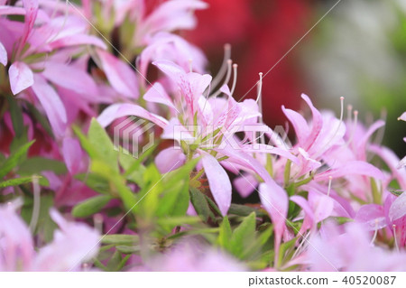 Light purple azalea flower (flower car) Light purple azalea flower (flower car) 40520087