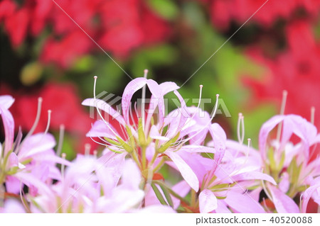 Light purple azalea flower (flower car) Light purple azalea flower (flower car) 40520088