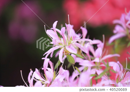 Light purple azalea flower (flower car) Light purple azalea flower (flower car) 40520089