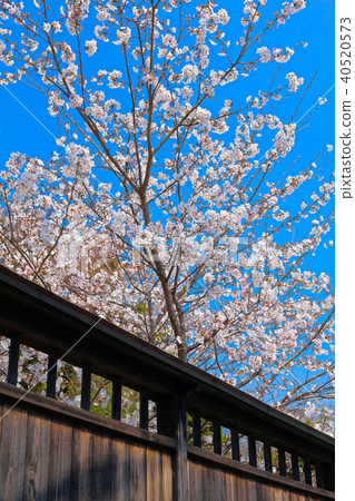 Cherry blossoms beyond the coffin Cherry blossoms beyond the coffin 40520573